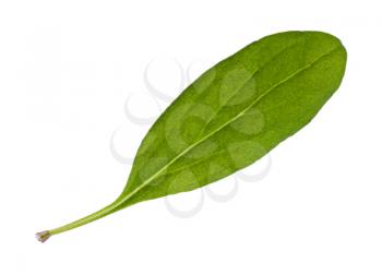 single leaf of fresh marjoram (Origanum majorana) herb isolated on white background