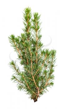 branches of natural spruce ( white spruce, picea glauca conica) isolated on white background