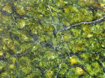 texture of polished natural serpentinite rock close up