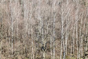 natural background - above view of oak tree between bare birches in forest on sunny March day