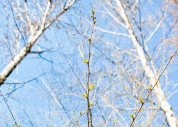 twig with new foliage and poplar trees and blue sky on background on sunny spring day (focus on the branch on foreground)