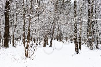 snow-covered footpath in snowy forest in Timiryazevsky park in Moscow city on winter day