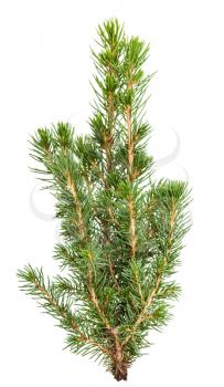 green twig of natural spruce ( white spruce, picea glauca conica) isolated on white background