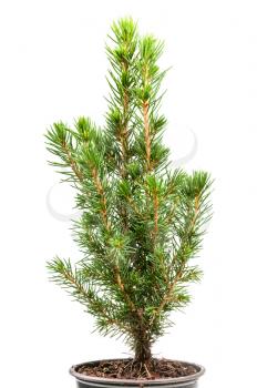 little natural spruce ( white spruce, picea glauca conica) in pot isolated on white background