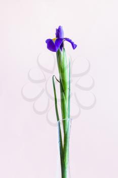 vertical still-life - fresh blue iris flower in glass vase with pale pink pastel background (focus on the bloom)