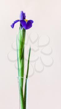 vertical panoramic still-life with copyspace - natural blue iris flower in glass vase with pale pink pastel background (focus on the bloom)