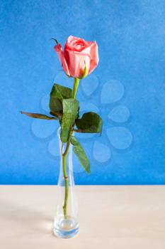 vertical still-life with copyspace - single fresh pink rose flower in glass vase on table with blue textured paper background (focus on the bloom)
