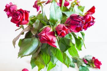 bouquet of wilted red rose flowers on pale brown background (focus on the bloom on foreground)