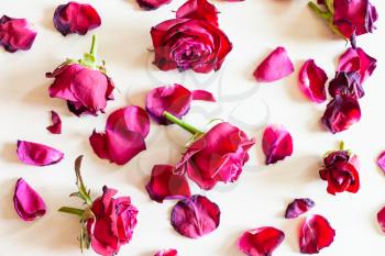 top view of many fallen petals and blooms of withered red garden rose flowers on pale wooden background
