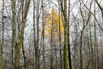 view of yellow foliage larch tree between bare tree trunks in forest of city park on autumn day