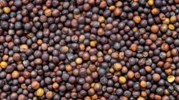 panoramic food background - ripe whole-grain rapeseeds close up