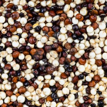 square food background - blend of quinoa grains close up