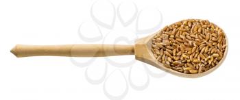 wooden spoon with uncooked Emmer farro hulled wheat grains isolated on white background