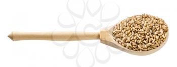 wooden spoon with unpolished oat grains isolated on white background