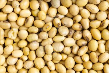food background - many raw dried soybeans