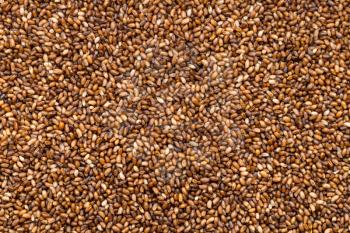 food background - whole-grain teff seeds close up