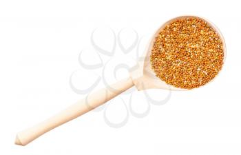 top view of chumiza siberian millet seeds in wood spoon isolated on white background