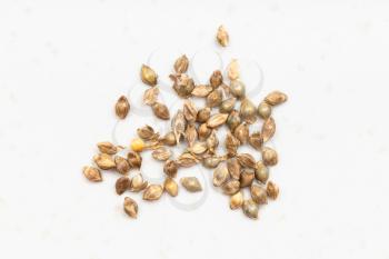 several whole-grain barnyard millet seeds close up on gray ceramic plate