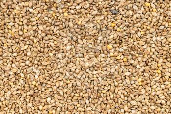 food background - whole-grain barnyard millet seeds close up