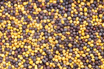food background - many yellow and brown mustard seeds