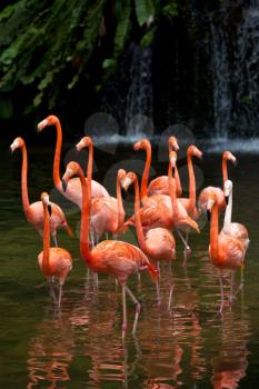 American Flamingo (Phoenicopterus ruber), Orange flamingo