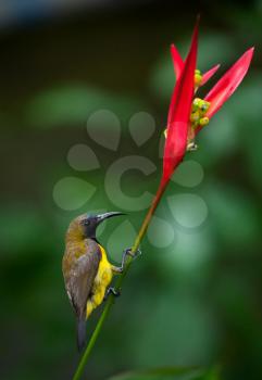 Olive-backed Sunbird ( Cinnyris jugularis ) on flower