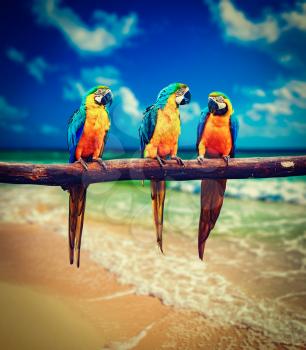 Vintage retro effect filtered hipster style image of tropical vacation concept - three parrots Blue-and-Yellow Macaw Ara ararauna aka the Blue-and-Gold Macaw on tropical beautiful beach and sea