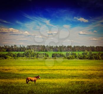 Vintage retro hipster style travel image of spring summer background - green grass field meadow scenery lanscape under blue sky with grazing horse