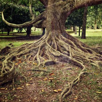 Vintage retro hipster style travel image of tropical tree roots with grunge texture overlaid. Sri Lanka