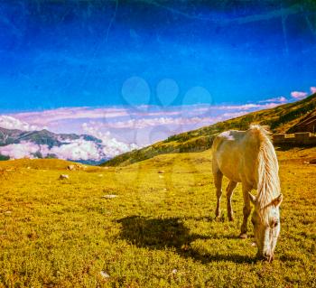 Vintage retro hipster style travel image of serene landscape background - horse grazing on alpine meadow in Himalayas mountains. Himachal Pradesh, India