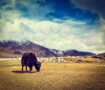 Vintage retro hipster style travel image of yak grazing in Himalayas mountains. Ladakh, India