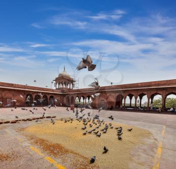 Pigeons in Jama Masjid - the largest mosque in India. Delhi, India