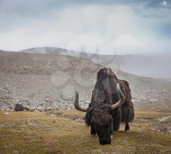 Yak grazing in Himalayas. Ladakh, India