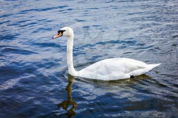Mute Swan Cygnus olor in lake, Munich, Germany