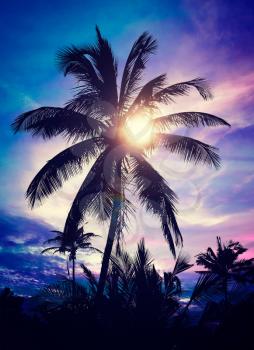 Vintage retro effect filtered hipster style image of palm against sky on sunset