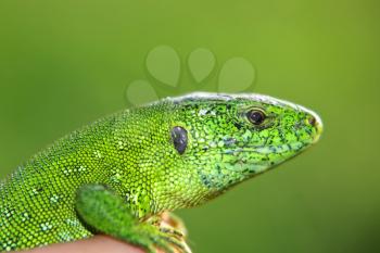 Small green lizard in a hand taken closeup.