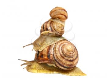 Three snails  isolated on white background taken closeup.