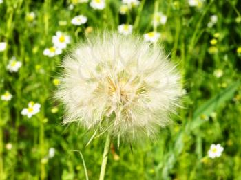 Dandelion on a camomiles meadow background.