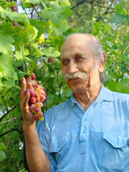 Happy elderly man holds a ripe grape against green leaves.