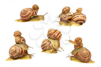 Set of snails isolated on white background.