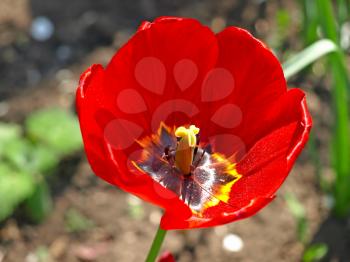 Red tulip in a garden.