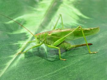 Locust taken closeup on green.