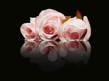 Three tender pink roses with reflection on black background.