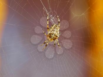 Araneus diadematus spider in center of cobweb.