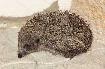 Small hedgehog on stone floor taken closeup.