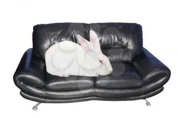 White rabbit sits on black leather sofa isolated on white background.