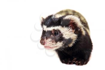 Muzzle of marbled polecat (Vormela peregusna) on white cloth background.Vulnerable species in the IUCN Red List.