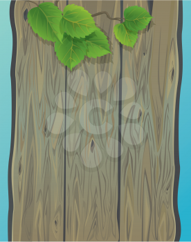 Wooden wall and green spring leaves of birch. Background with empty space for your text