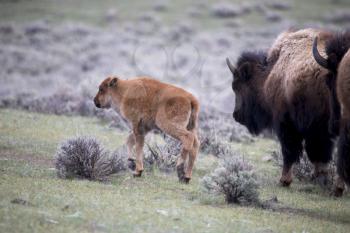 Yellowstone National Park Bison Buffalo and Baby Calf