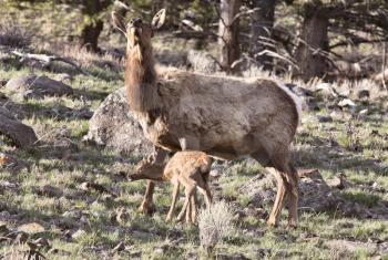 Yellowstone National Park Female Elk And Young Calf Baby